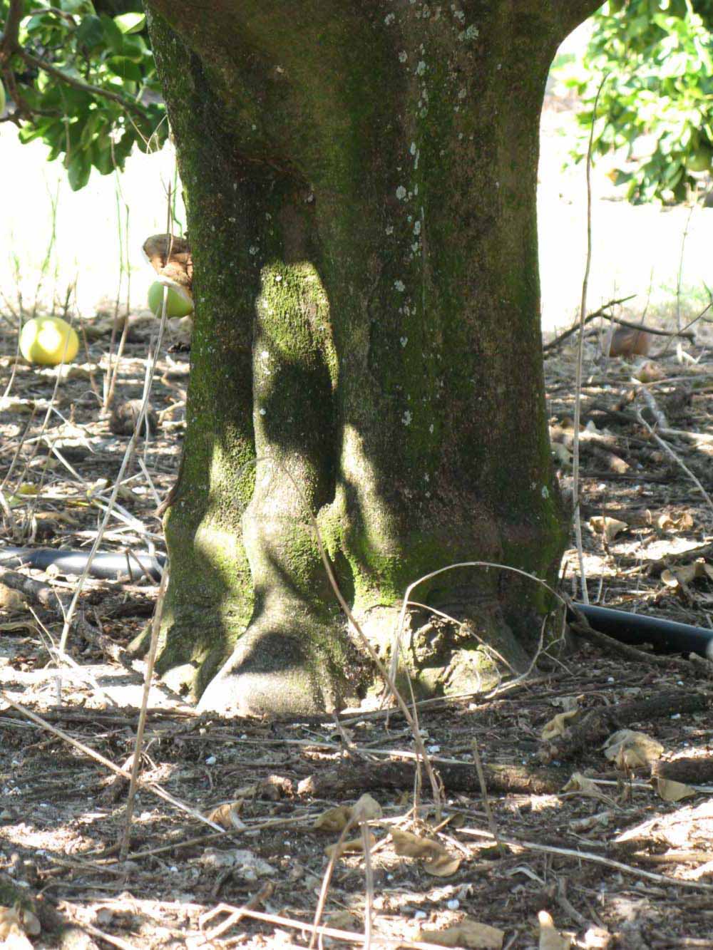            Bark (Winter Haven, FL)   